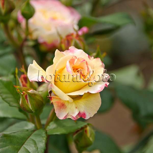 517409 - Tea rose (Rosa Aquarell)