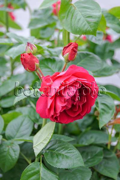 535323 - Tea rose (Rosa Ascot)