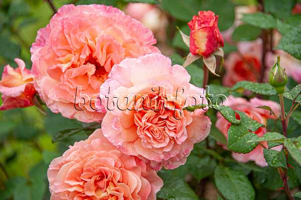 616336 - Tea rose (Rosa Augusta Luise)