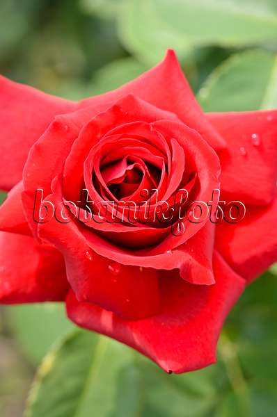 522002 - Tea rose (Rosa Duftzauber 84)