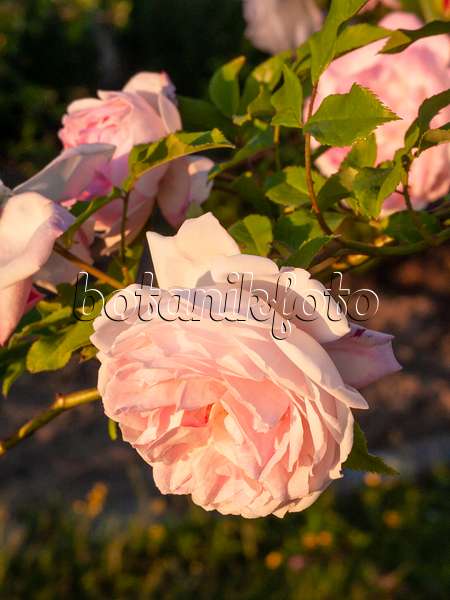 401292 - Tea rose (Rosa x odorata 'Niszr')