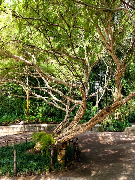 434155 - Tea tree (Leptospermum brachyandrum)