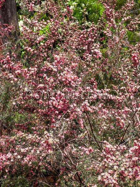 455290 - Tea tree (Leptospermum Rudolph)