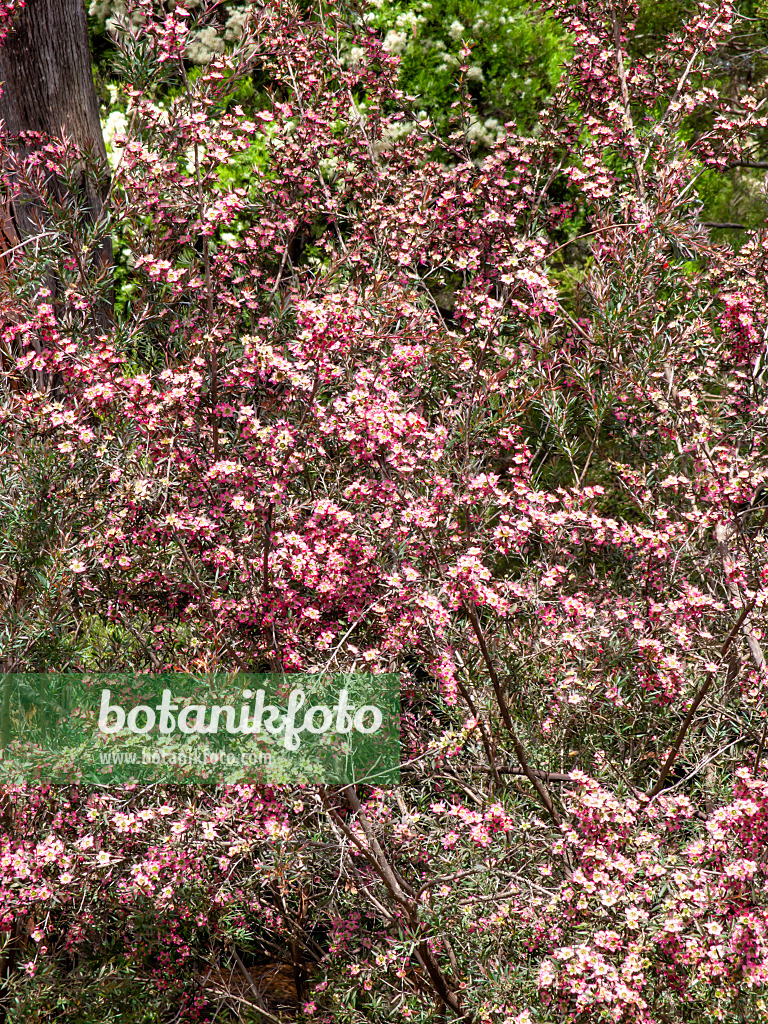 455290 - Tea tree (Leptospermum Rudolph)