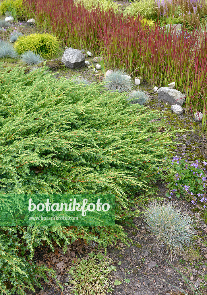 547161 - Temple juniper (Juniperus rigida 'Schlager')