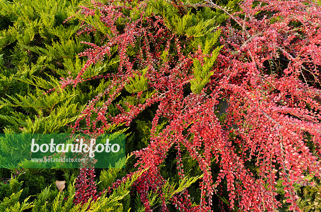 502046 - Temple juniper (Juniperus sabina 'Tamariscifolia') and herring bone cotoneaster (Cotoneaster horizontalis)