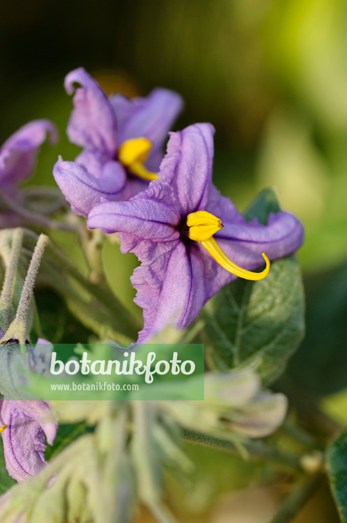 477113 - Tenerife nightshade (Solanum vespertilio)