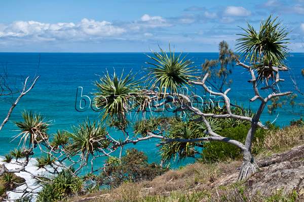 455092 - Thatch screw pine (Pandanus tectorius), Point Lookout, North Stradbroke Island, Australia