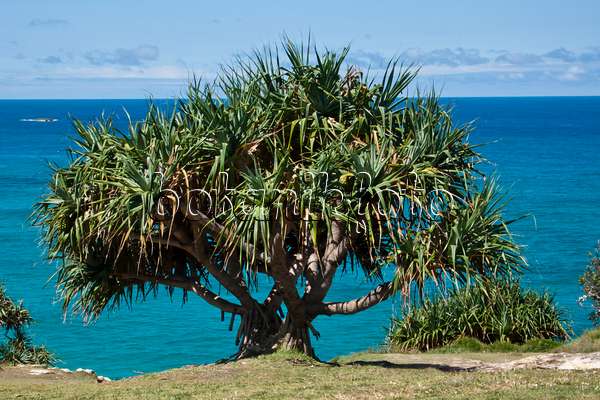 455100 - Thatch screw pine (Pandanus tectorius), Point Lookout, North Stradbroke Island, Australia