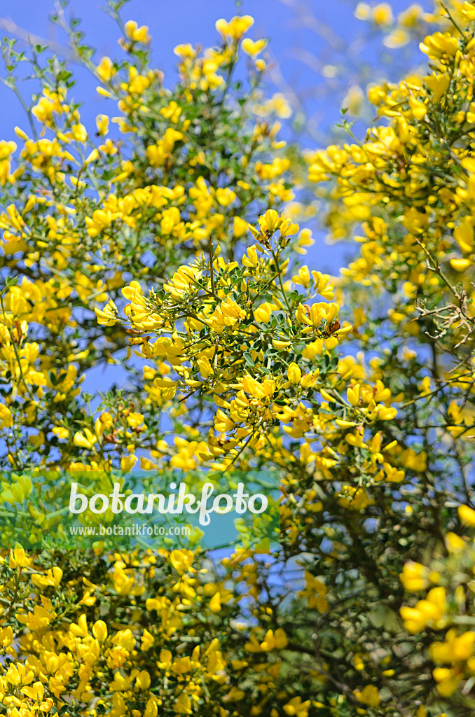 533063 - Thorny broom (Calicotome spinosa)