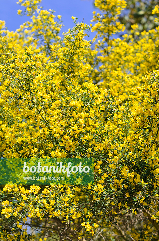 533064 - Thorny broom (Calicotome spinosa)