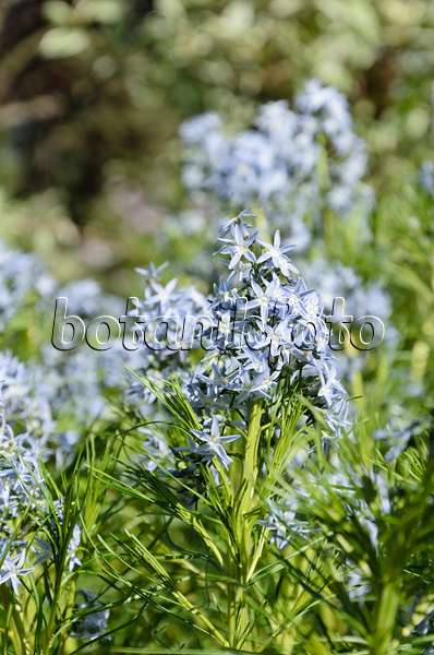 508193 - Threadleaf blue star (Amsonia hubrichtii)
