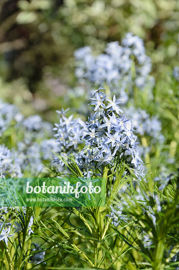 508193 - Threadleaf blue star (Amsonia hubrichtii)