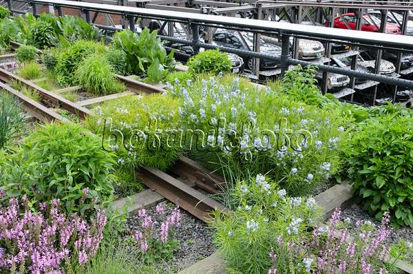 508106 - Threadleaf blue star (Amsonia hubrichtii) and meadow clary (Salvia pratensis 'Pink Delight') on a shut down elevated railway, High Line, New York, USA