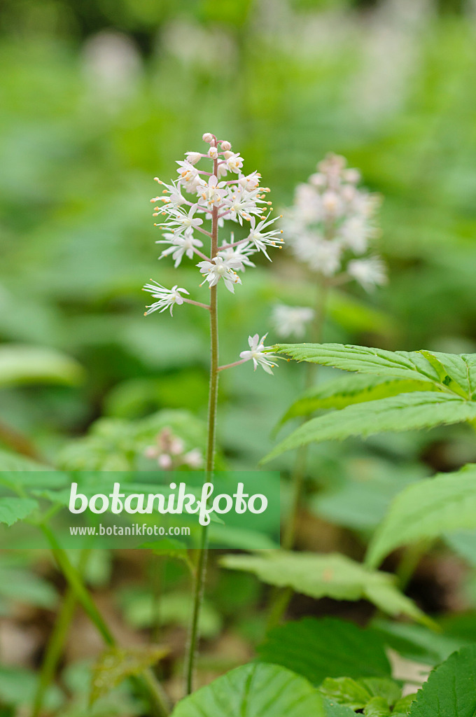 484066 - Threeleaf foamflower (Tiarella cordifolia)