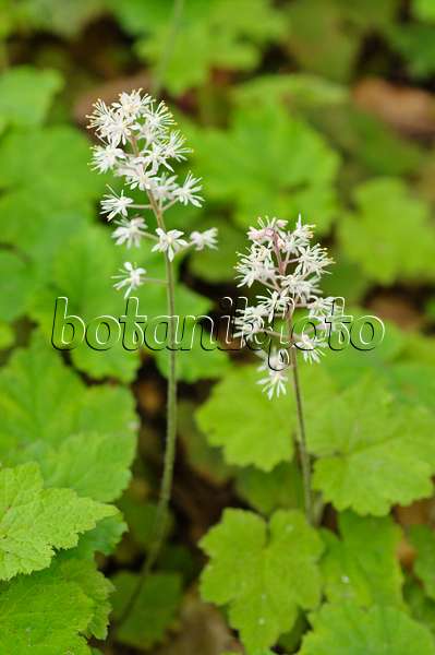 484067 - Threeleaf foamflower (Tiarella cordifolia)