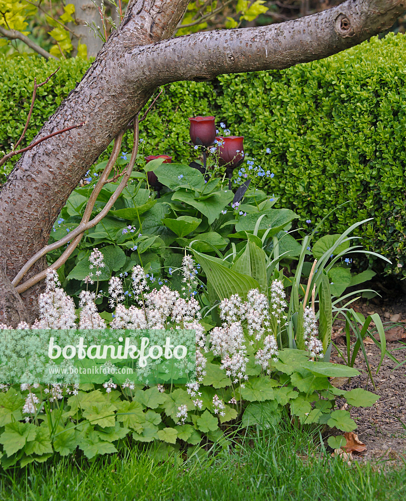 517474 - Threeleaf foamflower (Tiarella cordifolia) and Siberian bugloss (Brunnera macrophylla syn. Myosotis macrophylla)