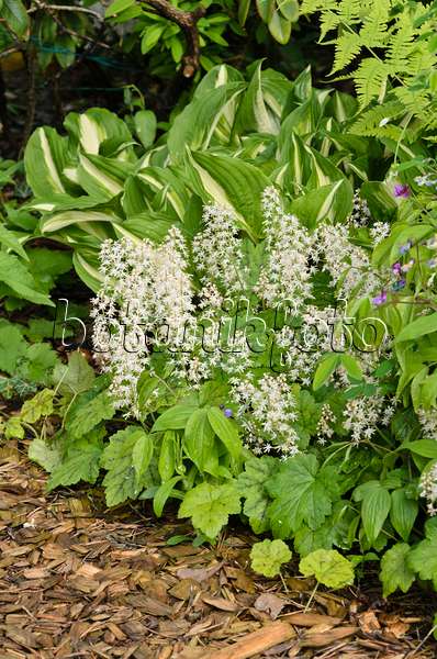 520154 - Threeleaf foamflower (Tiarella cordifolia)
