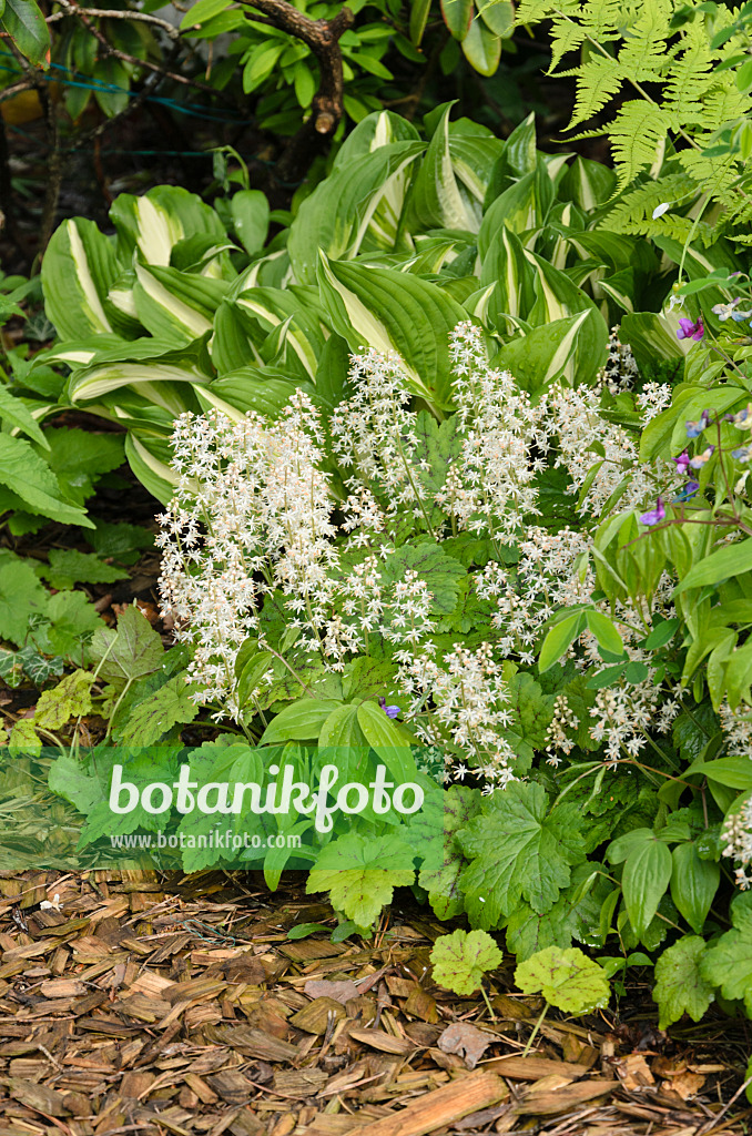 520154 - Threeleaf foamflower (Tiarella cordifolia)