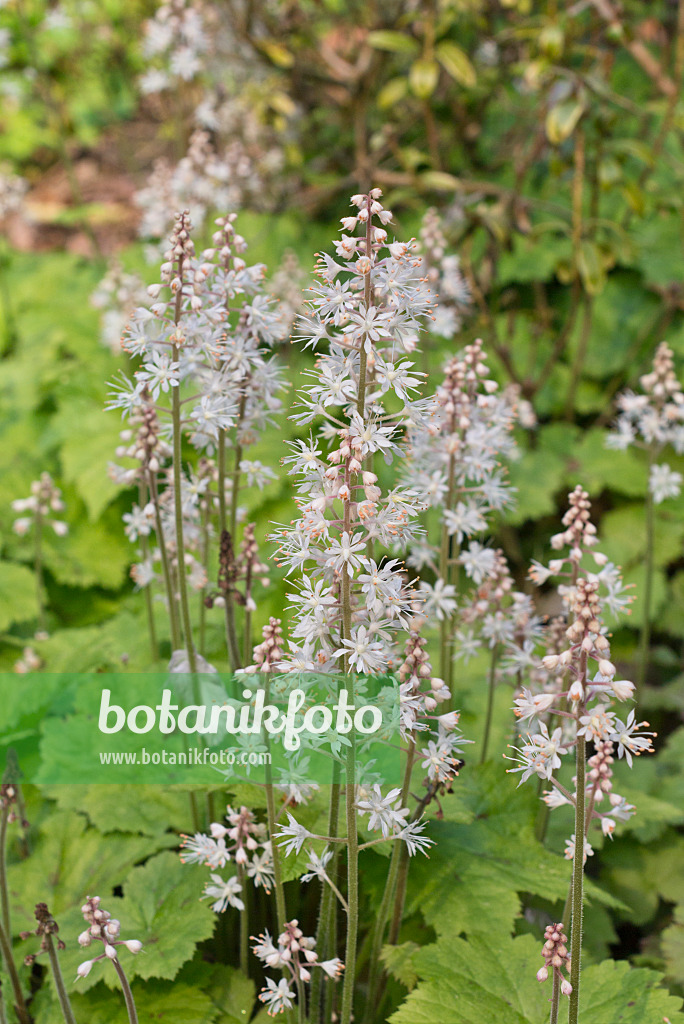 570051 - Threeleaf foamflower (Tiarella cordifolia)