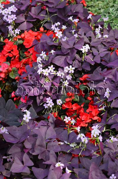 534405 - Threeleaf purple shamrock (Oxalis triangularis) and begonia (Begonia semperflorens)