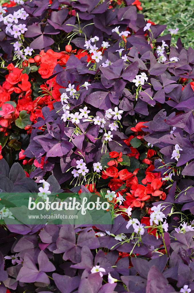 534405 - Threeleaf purple shamrock (Oxalis triangularis) and begonia (Begonia semperflorens)