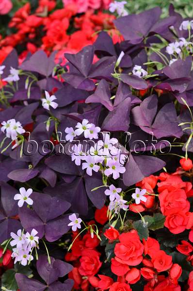 534406 - Threeleaf purple shamrock (Oxalis triangularis) and begonia (Begonia semperflorens)