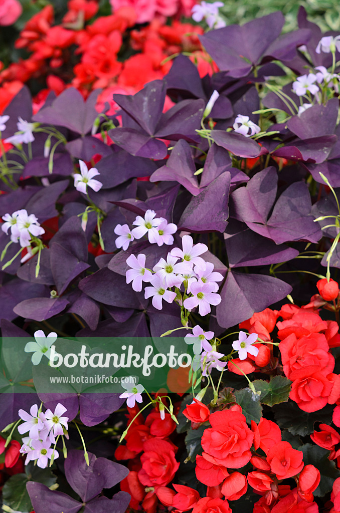 534406 - Threeleaf purple shamrock (Oxalis triangularis) and begonia (Begonia semperflorens)