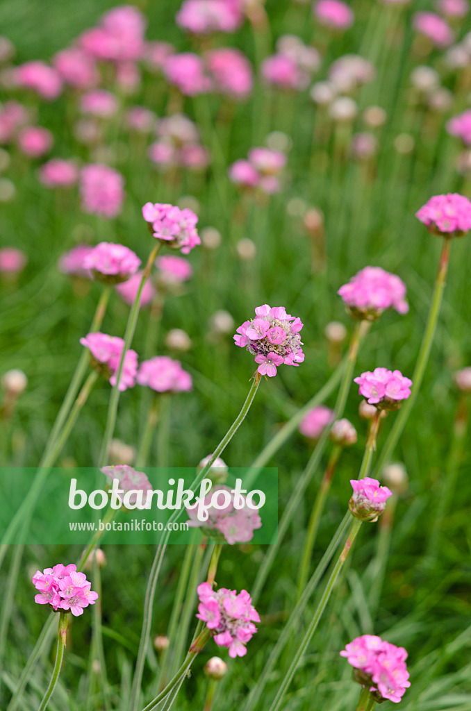 533275 - Thrift (Armeria maritima 'Splendens')