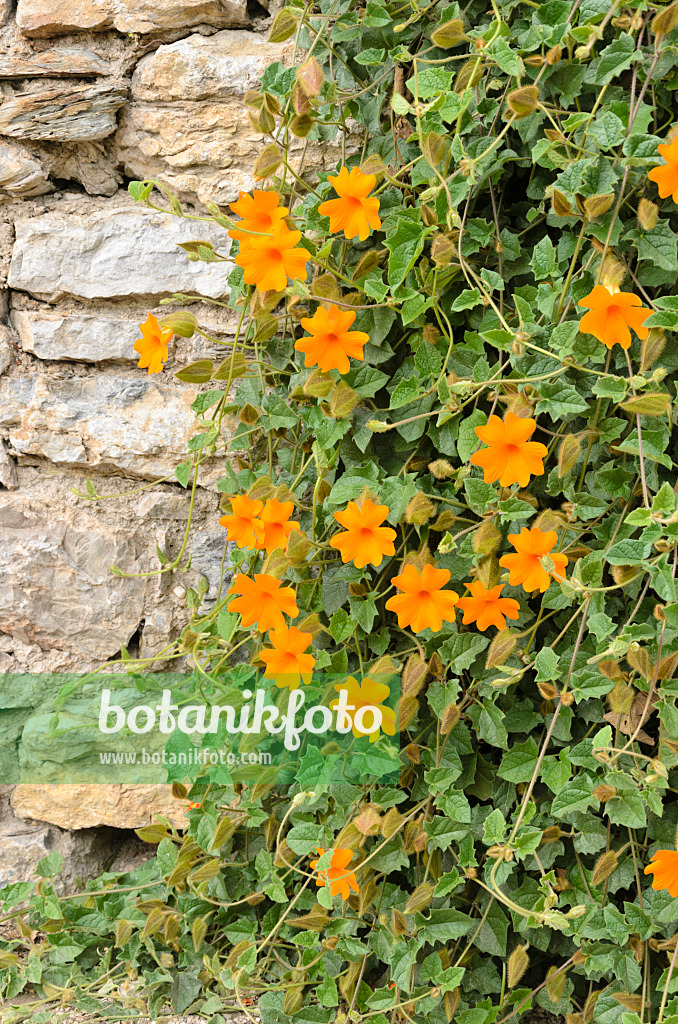 533132 - Thunbergia gregorii syn. Thunbergia gibsonii in a stone wall