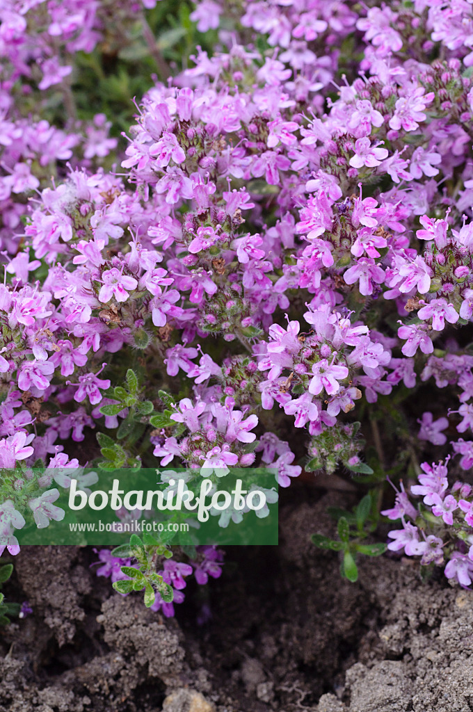 472272 - Thym serpolet (Thymus serpyllum 'Atropurpureum')