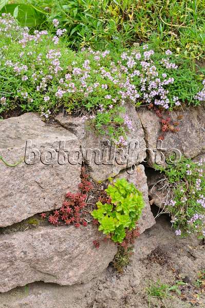 485067 - Thym (Thymus) et orpin (Sedum) sur un mur de pierres sèches
