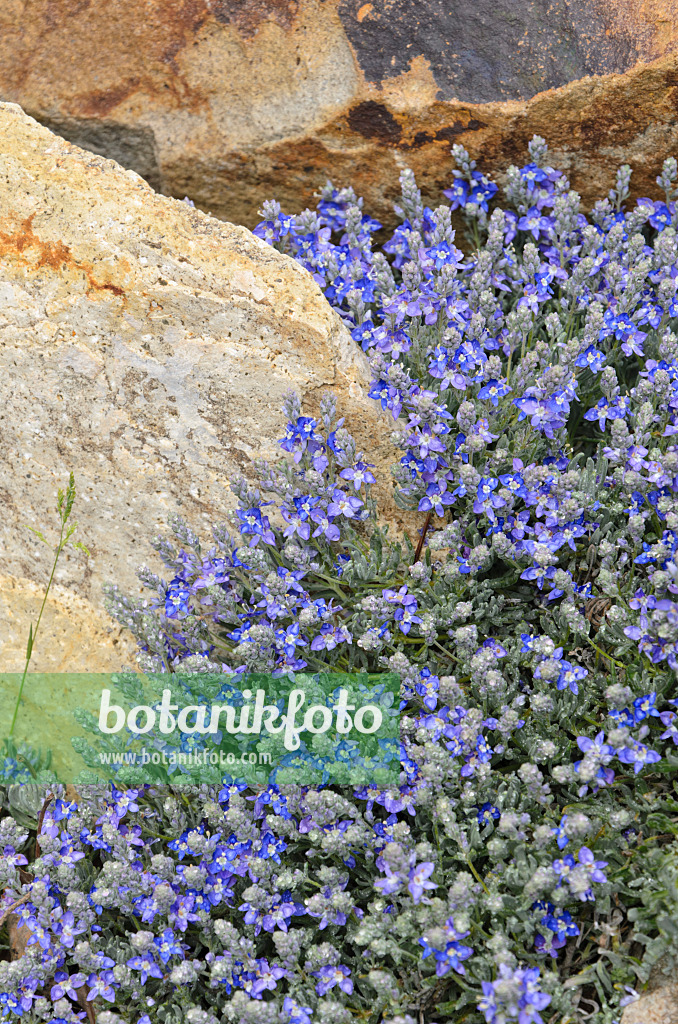 508339 - Thyme-leaf speedwell (Veronica thymoides var. pseudocinerea)