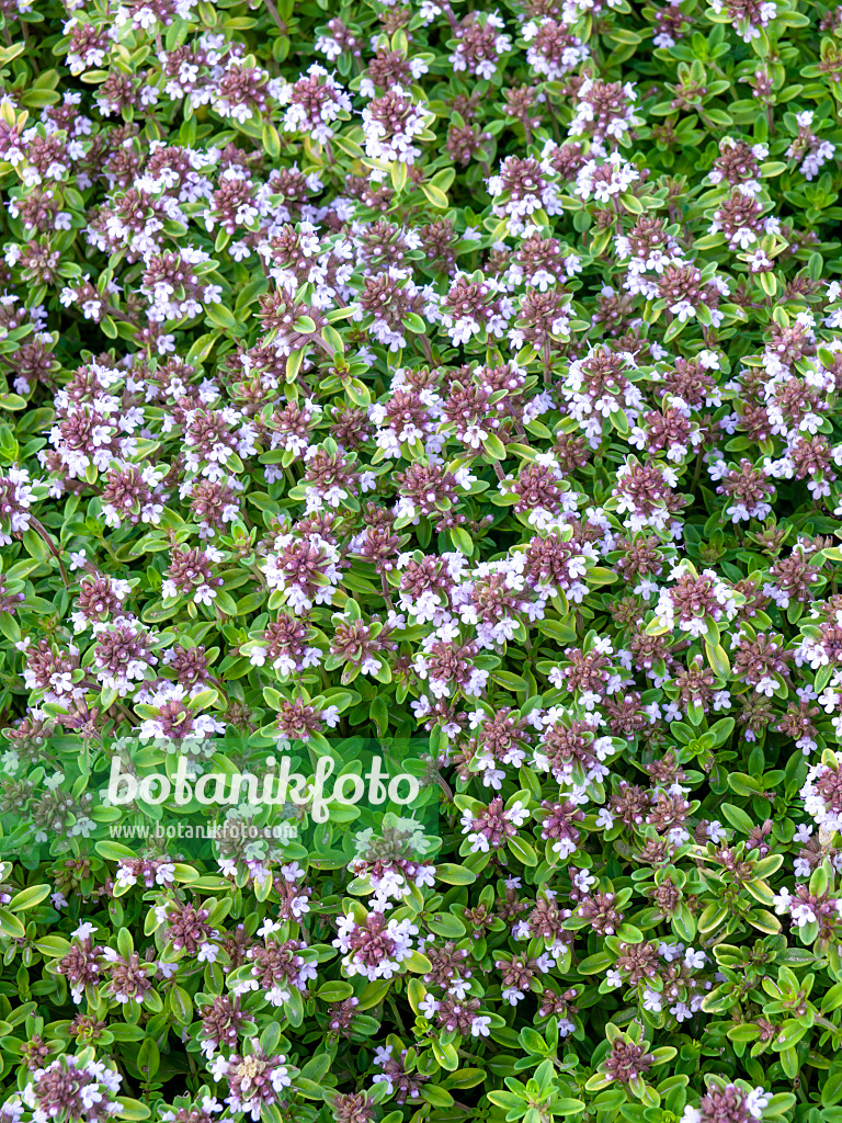 461090 - Thyme (Thymus x citriodorus 'Aureus')