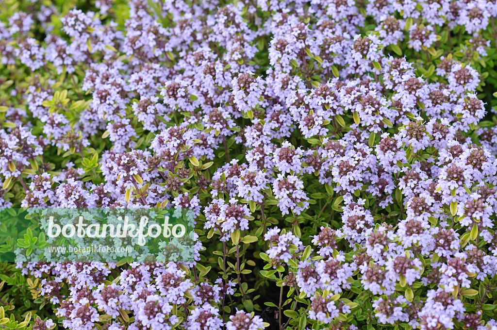 473309 - Thyme (Thymus x citriodorus 'Aureus')