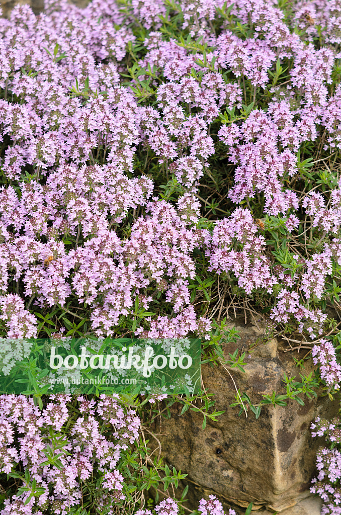 533282 - Thyme (Thymus marshallianus)