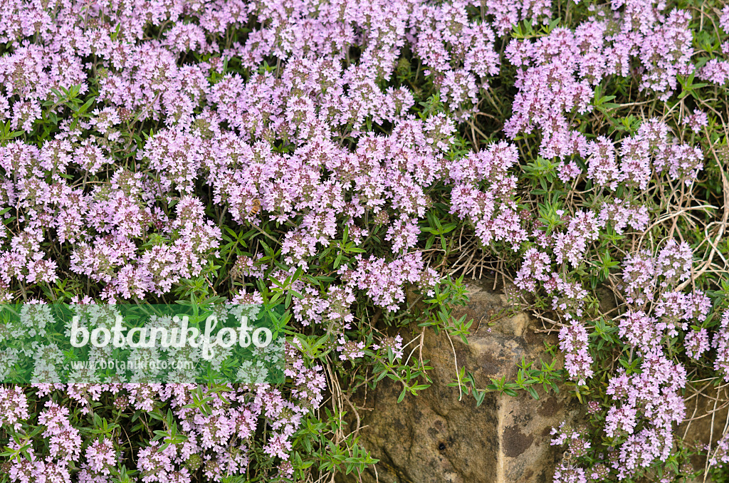 533283 - Thyme (Thymus marshallianus)