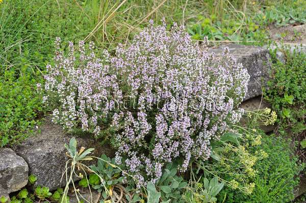 472420 - Thyme (Thymus) on a dry stone wall