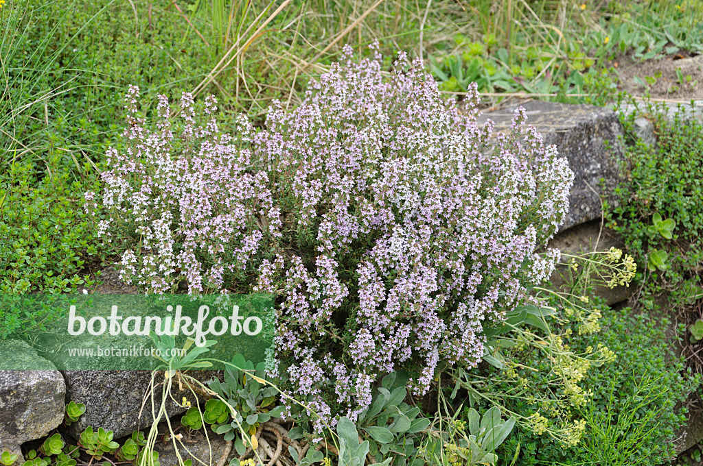 472420 - Thyme (Thymus) on a dry stone wall