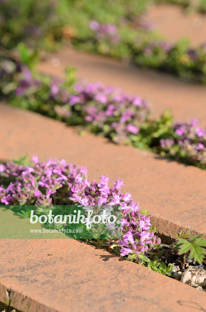 520243 - Thyme (Thymus) on a garden path