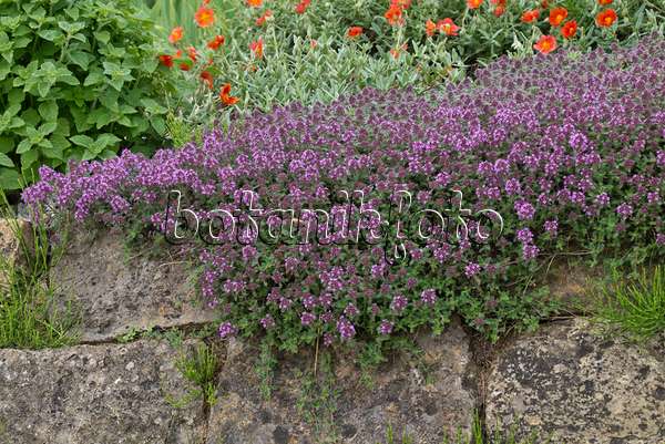 556128 - Thyme (Thymus) on a stone wall