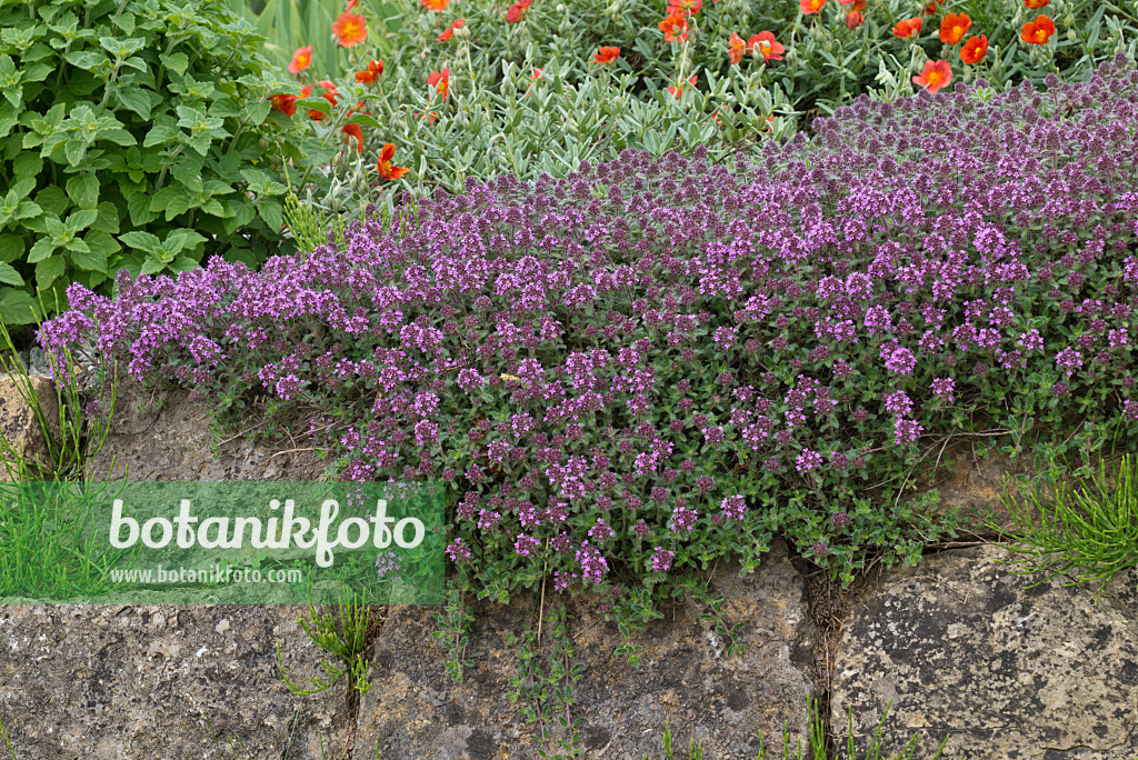 556128 - Thyme (Thymus) on a stone wall