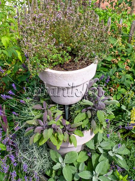 462113 - Thyme (Thymus) and sage (Salvia)