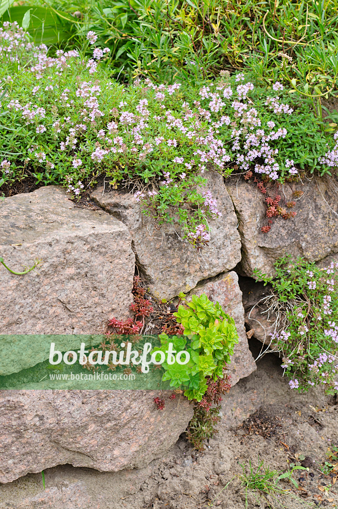 485067 - Thyme (Thymus) and stonecrop (Sedum) on a dry stone wall