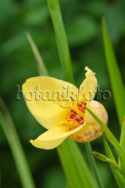 498335 - Tiger flower (Tigridia pavonia)
