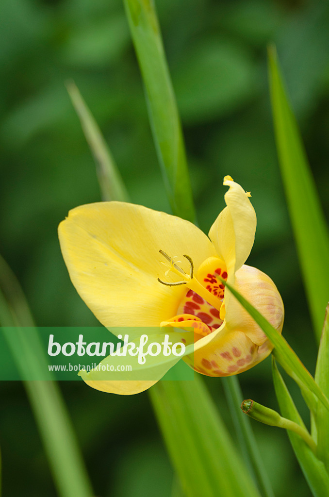 498335 - Tiger flower (Tigridia pavonia)