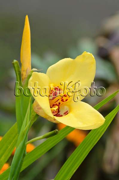 498336 - Tiger flower (Tigridia pavonia)