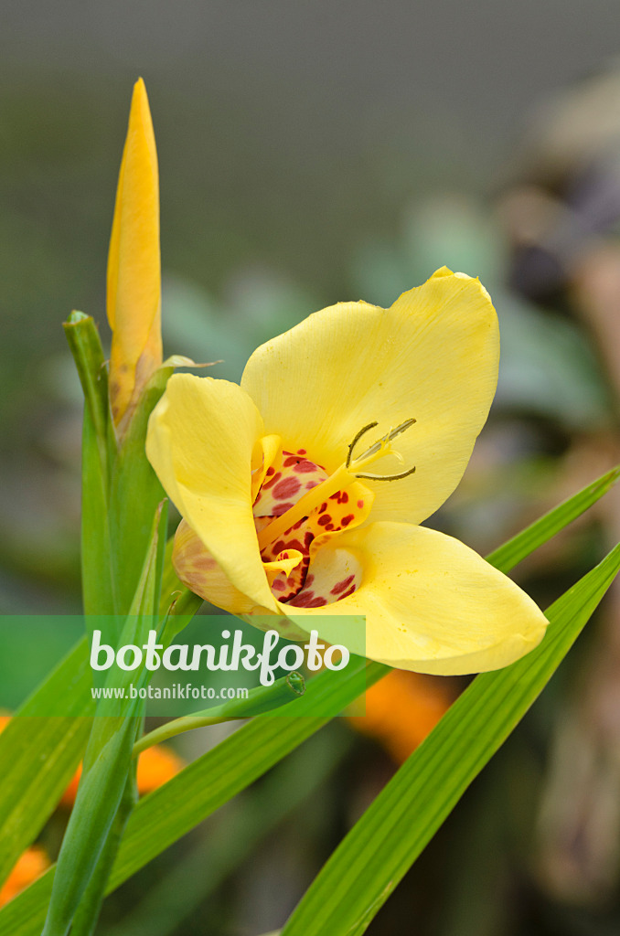 498336 - Tiger flower (Tigridia pavonia)