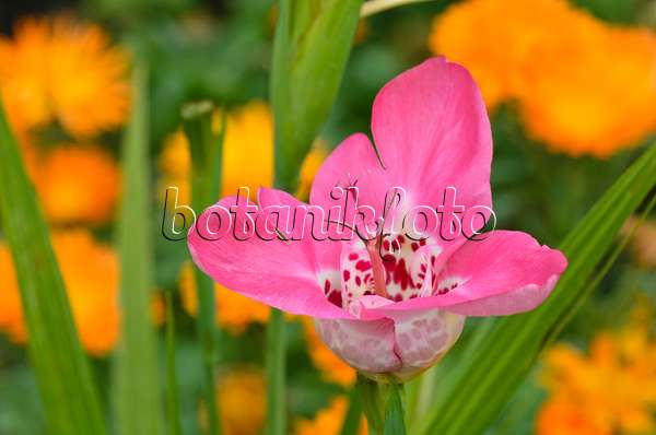 498337 - Tiger flower (Tigridia pavonia)