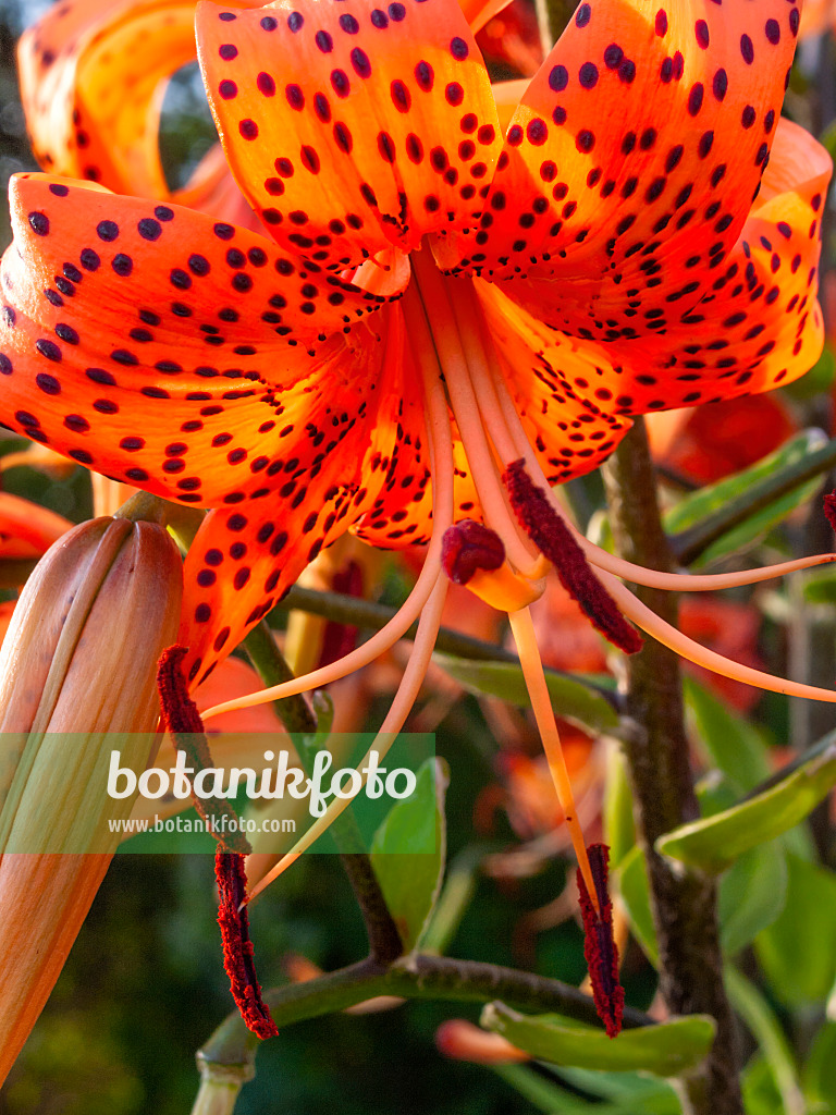 403095 - Tiger lily (Lilium lancifolium syn. Lilium tigrinum)